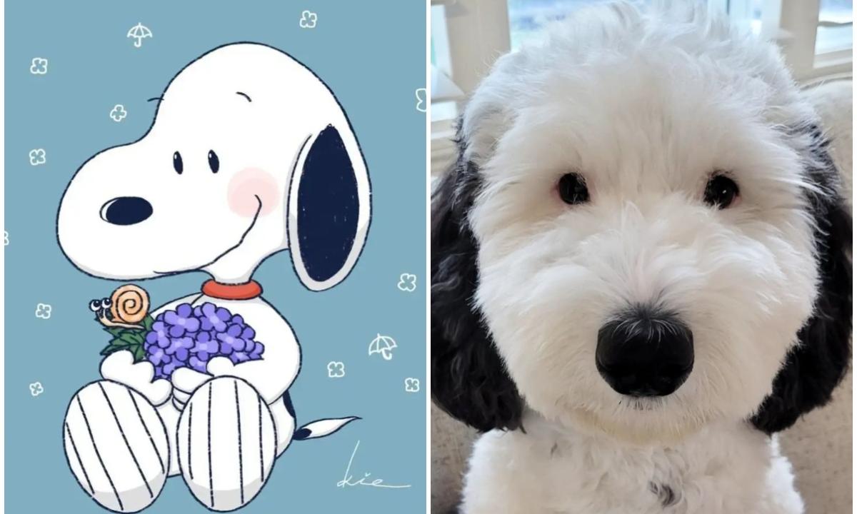 Snoopy: así es bayley, la perrita que parece un dibujo animado de schulz - gente - cultura - eltiempo. Com