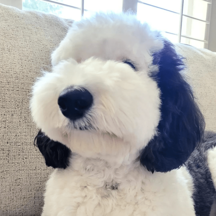 Bayley, el perro se parece mucho a "snoopy" triunfando en las redes - últimas noticias