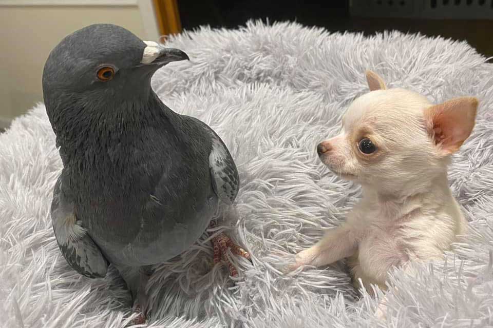 Un cachorro chihuahua se convierte en el mejor amigo de una paloma