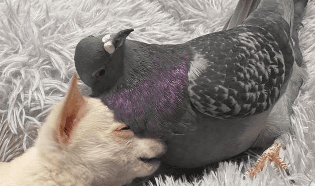 Youtube viral: perro chihuahua y paloma se encuentran en el refugio y se hacen mejores amigos | vídeos | vírico | youtube | redes sociales | estados unidos | tendencias | la republica