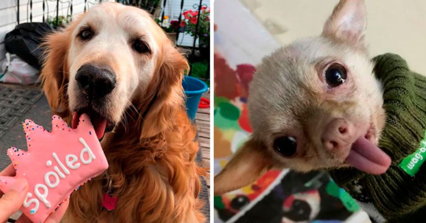 1683407910 Fotos de cachorros mayores que te alegraran el dia