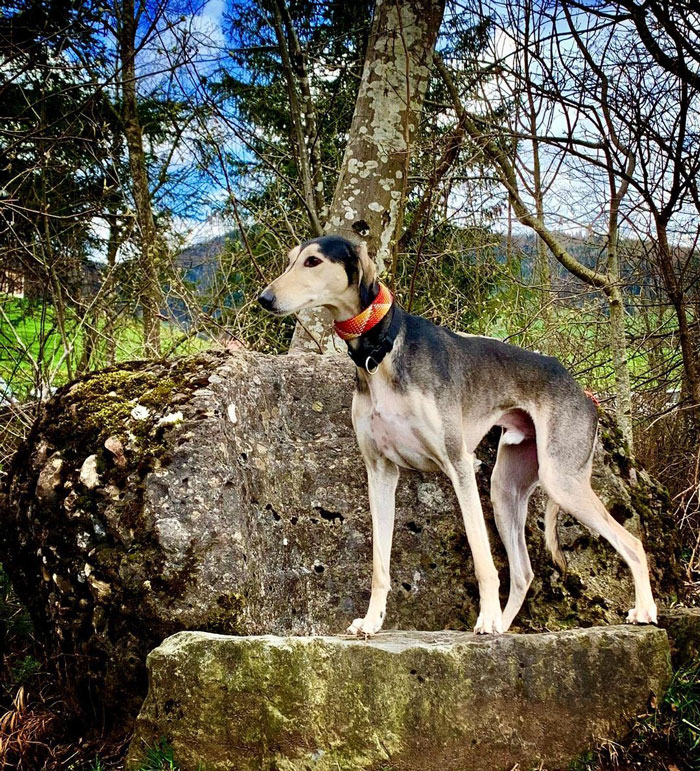 Saluki