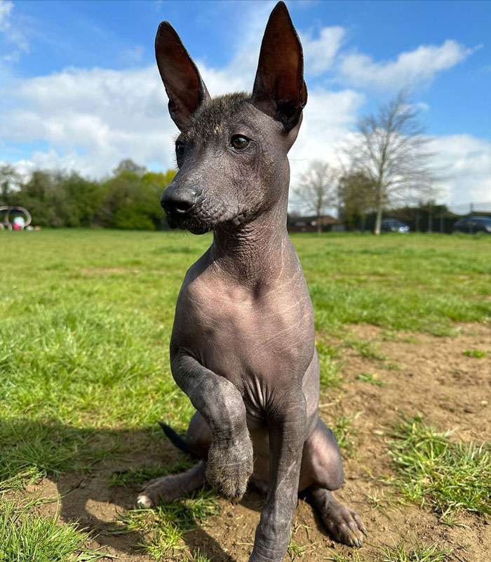 Xoloitzcuintli