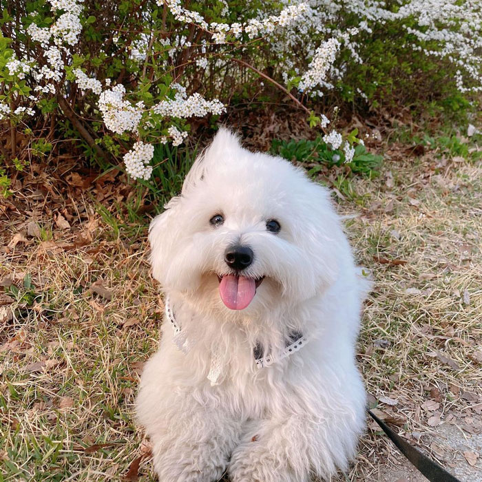 Algodón de tulear