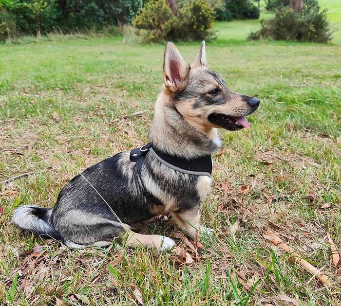 Wallhund sueco