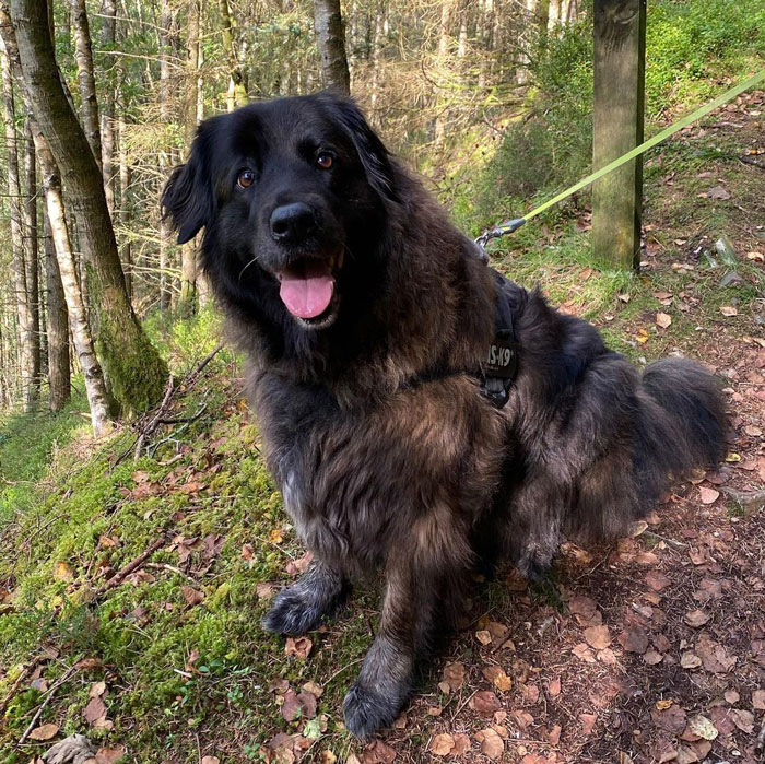 Perro de montaña de estrela