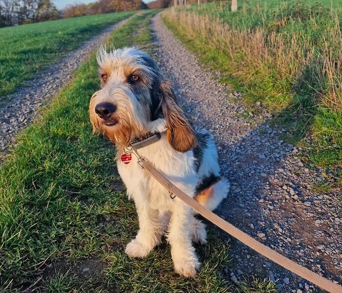 Gran basset grifón vendeano