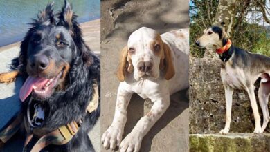 1683753780 fotos de las razas de perros mas raras y extraordinarias