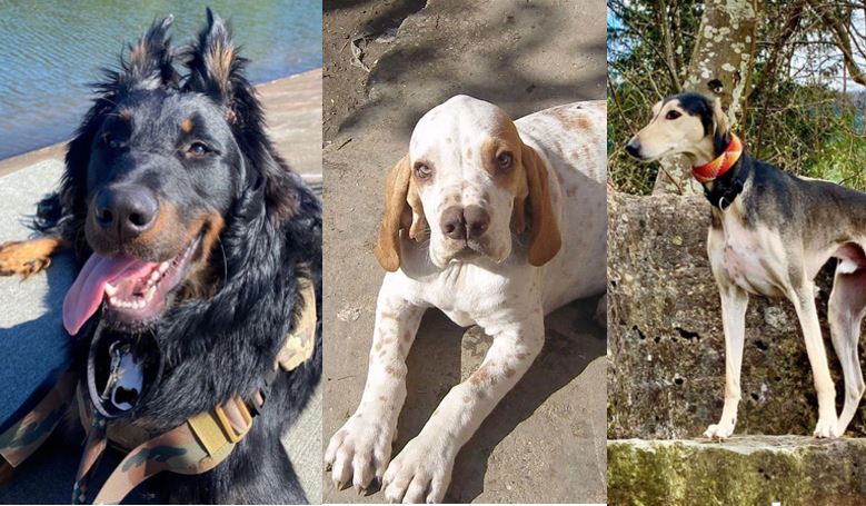 Fotos de las razas de perros más raras y extraordinarias. 1 1683753780 fotos de las razas de perros mas raras y