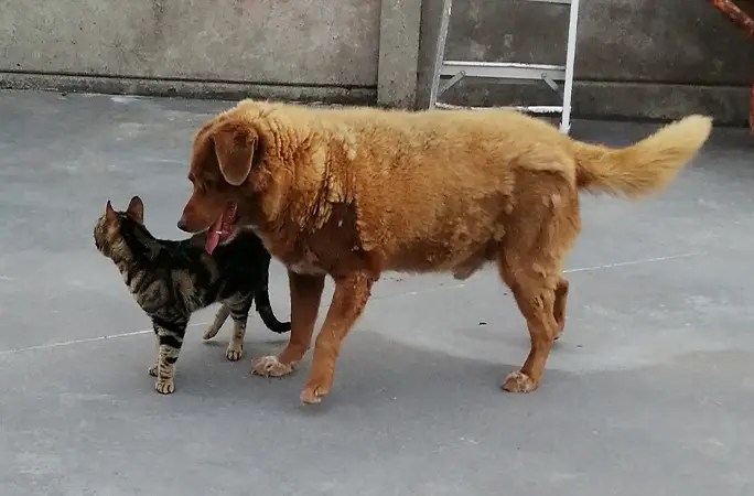Bobi y uno de sus compañeros felinos, ceguinho (2022)