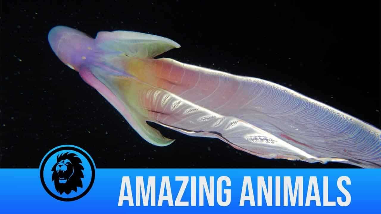 1684531342 Fascinante colorido pulpo nadando en las profundidades del oceano en