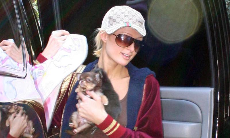 Paris hilton lamenta la pérdida de su chihuahua de 23 años