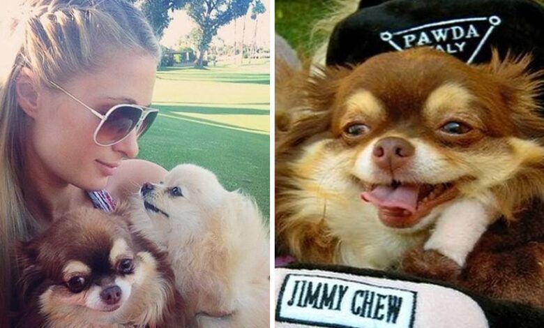 Paris Hilton rinde emotivo homenaje a su chihuahua fallecido a los 23 años 1 1685397301 paris hilton rinde emotivo homenaje a su chihuahua fallecido a