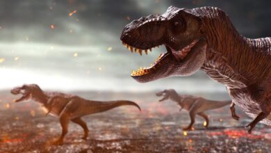1700 millones tiranosaurios rex caminaron tierra portada