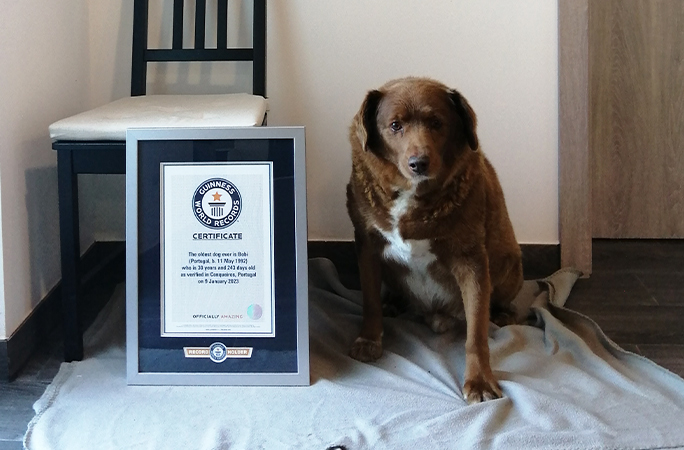 Bobi con su certificado guinness world records