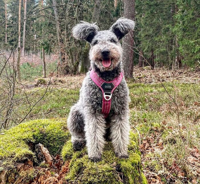 Pumi
