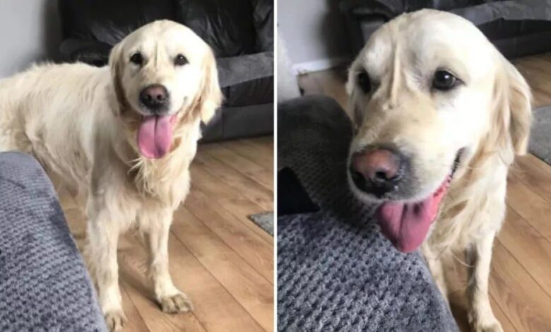 Golden Retriever caminó durante 27 días y quería volver con su familia 1 Golden retriever camino durante 27 dias y queria volver con
