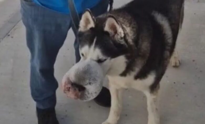 Rex, el cachorro al que nadie quería operar, se somete a la cirugía que le cambió la vida 1 Rex el cachorro al que nadie queria operar se somete