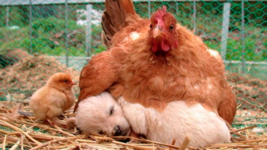 14 fotos que prueban que las gallinas son las mejores