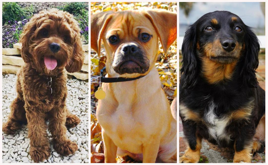 Un estudio muestra qué perros son más propensos a la agresión, y no es el que sospechas 1 1685743129 Un estudio muestra que perros son mas propensos a la