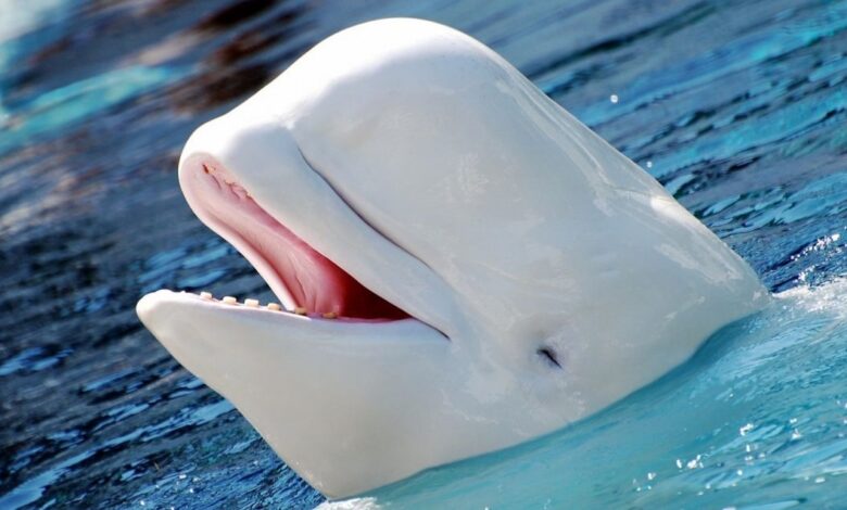 Noruega pide que se evite el contacto con una famosa "ballena espía" para proteger al animal 1 1685829596 noruega pide que se evite el contacto con una famosa