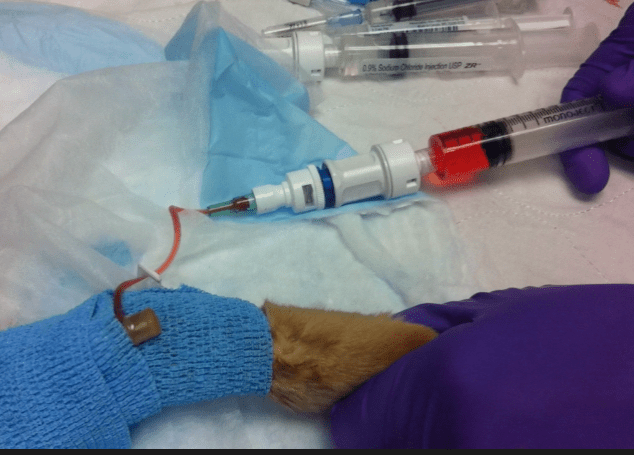 Quimioterapia en perros – la merced veterinarios especialistas