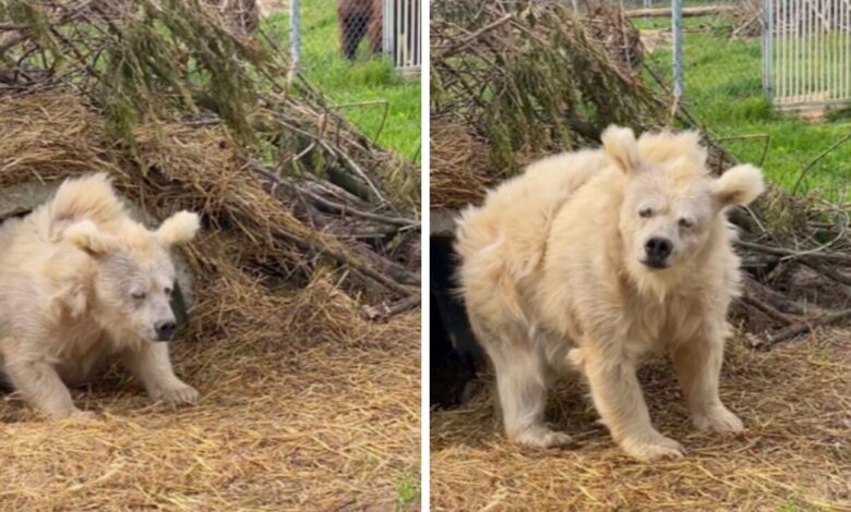 La historia de Chada, el adorable oso recién despertado que ha conquistado corazones 1 1687126618 la historia de chada el adorable oso recien despertado que