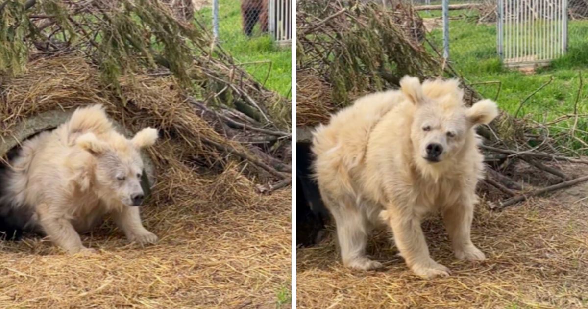 La historia de Chada, el adorable oso recién despertado que ha conquistado corazones 1 1687126618 La historia de Chada el adorable oso recien despertado que