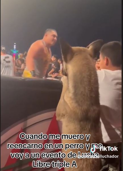 Perrito hipnotiza a todos al disfrutar de un asiento de