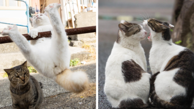 15 fotos divertidas y adorables de los gatos callejeros de