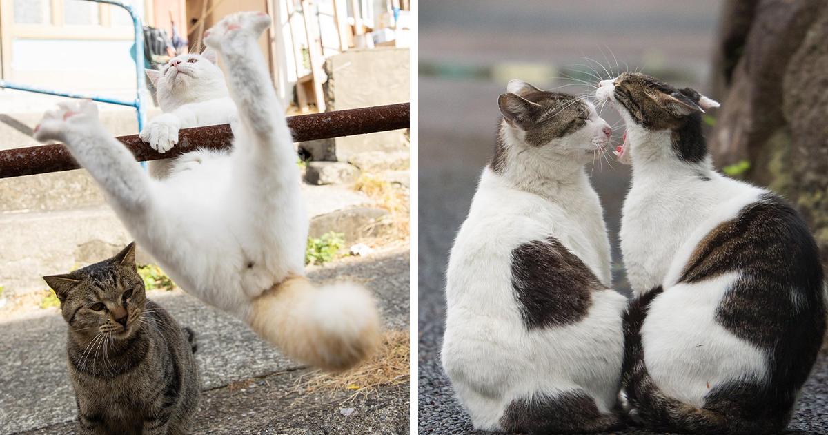 15 fotos divertidas y adorables de los gatos callejeros de Tokio 1 15 fotos divertidas y adorables de los gatos callejeros de