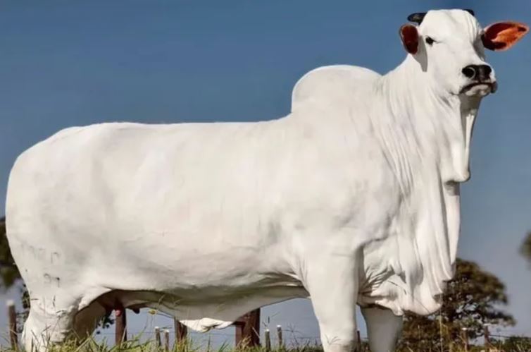1688250847 476 vendieron la vaca mas cara del mundo cuesta 16 mil
