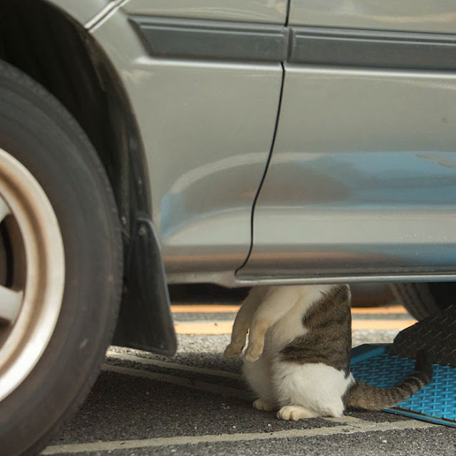 1688769569 613 15 fotos divertidas y adorables de los gatos callejeros de