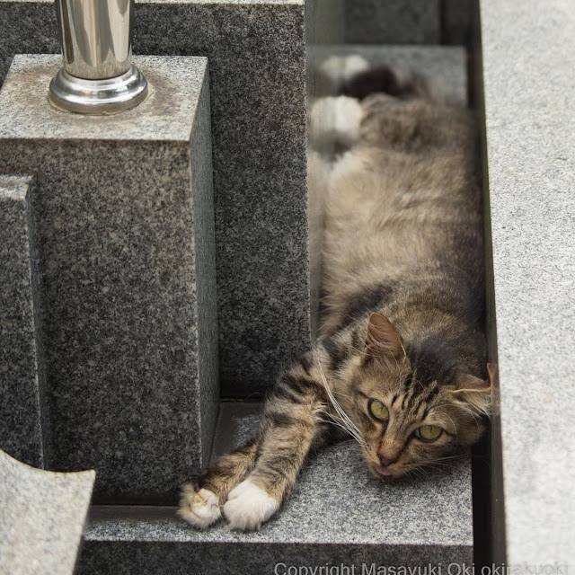 1688769569 749 15 fotos divertidas y adorables de los gatos callejeros de