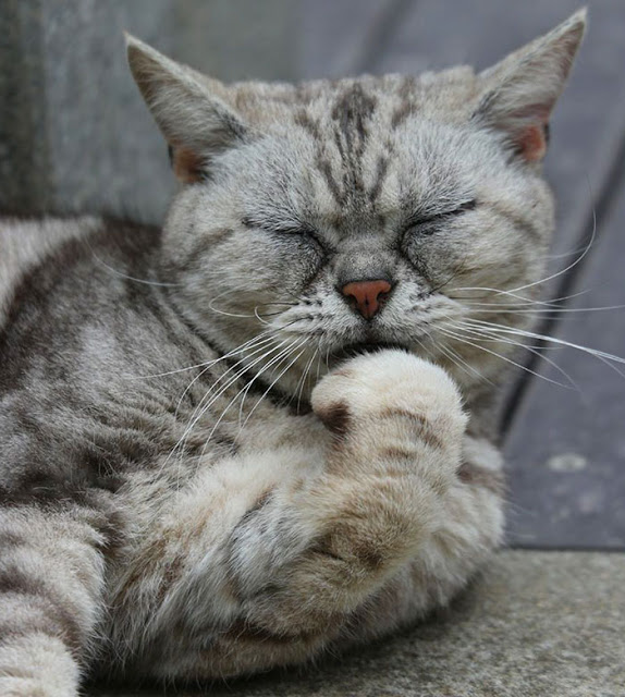 1688769569 782 15 fotos divertidas y adorables de los gatos callejeros de