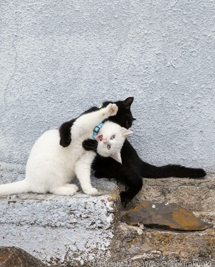 Este fotógrafo japonés captura divertidos gatos callejeros en la calle (nuevas fotos)