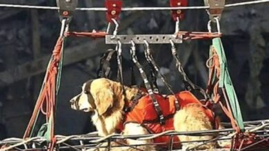 1689720691 los perros de rescate del 911 sufrieron depresion despues de