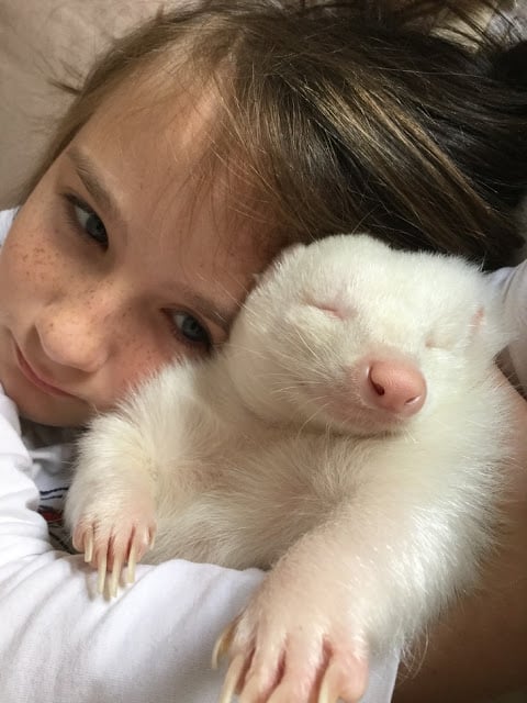 Niño abraza a mofeta albina