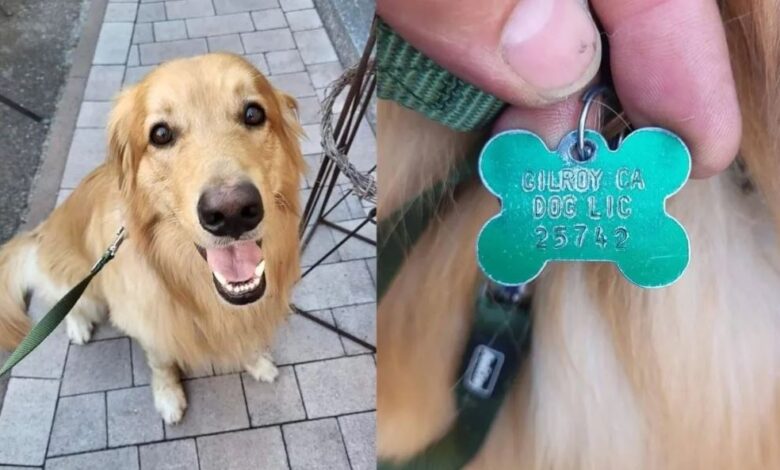 El misterio del perro perdido en EEUU, que reapareció misteriosamente en Alemania 1 El misterio del perro perdido en eeuu que reaparecio misteriosamente