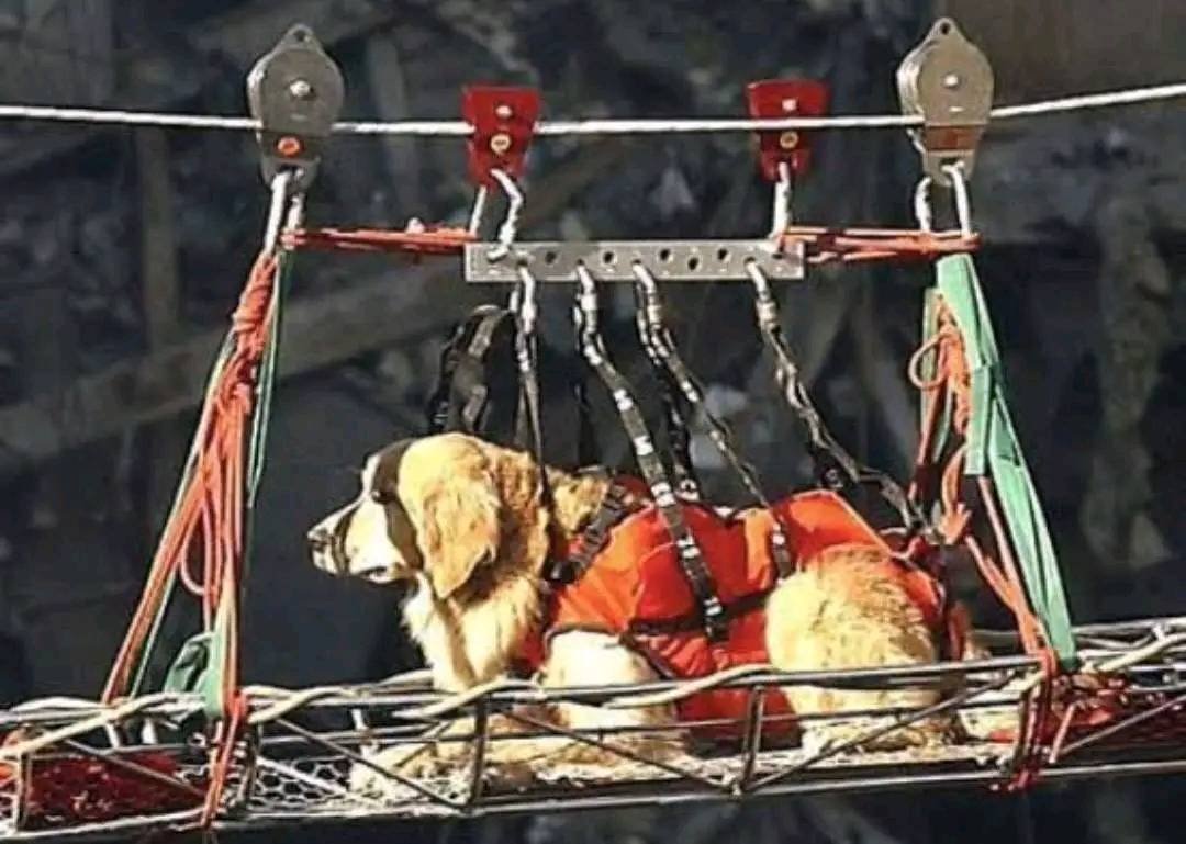 Los perros de rescate del 911 sufrieron depresion despues de