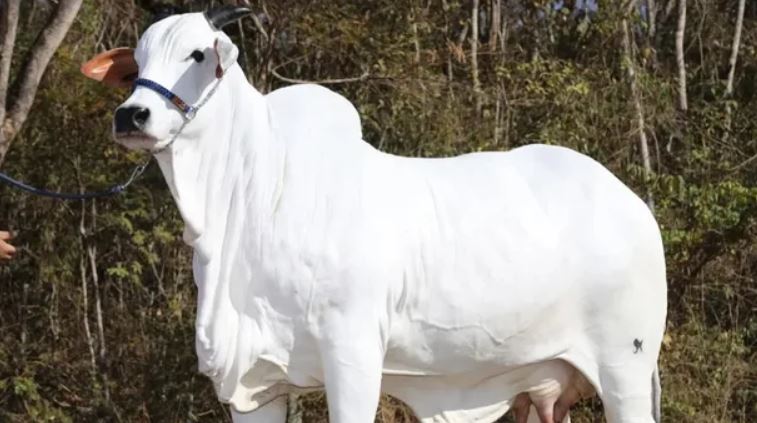 Vendieron la vaca mas cara del mundo cuesta 16 mil