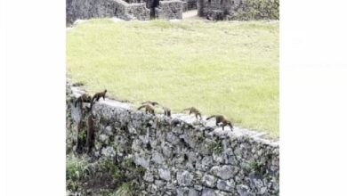 Machu picchu turistas avistan a familia de coaties andinos paseando