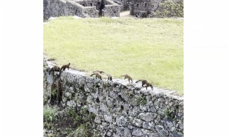 Machu picchu turistas avistan a familia de coaties andinos paseando