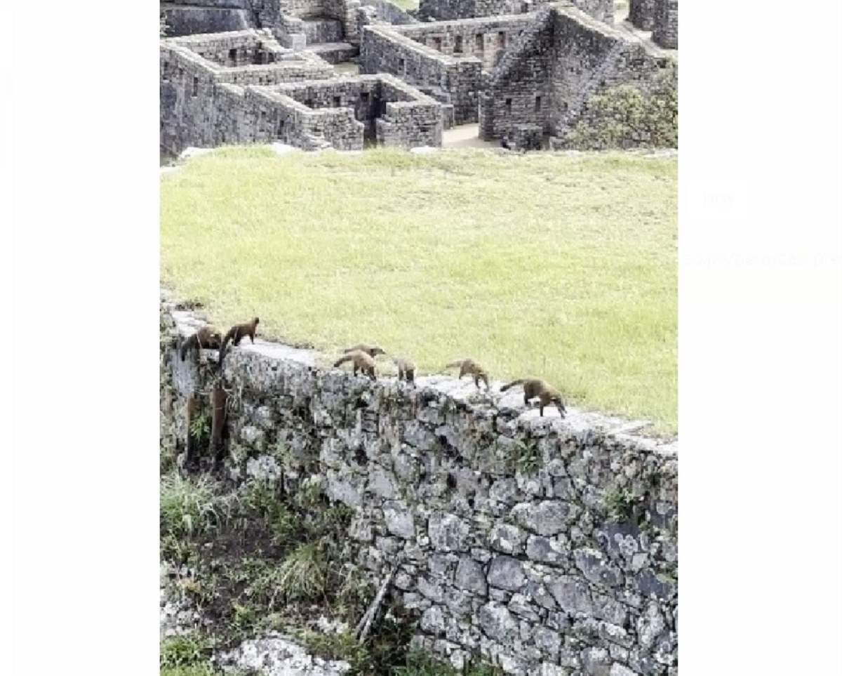 Machu Picchu: turistas avistan a familia de coatíes andinos paseando por la ciudadela inca 1 Machu Picchu turistas avistan a familia de coaties andinos paseando